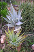 A.glauca.A.lineata.jpg (247360 bytes)