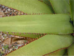 A.lineata.muirii.close-up.leaves.jpg (66974 bytes)