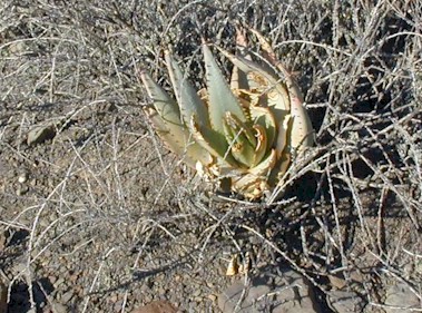Aloe.claviflora.trampled.jpg (65866 bytes)