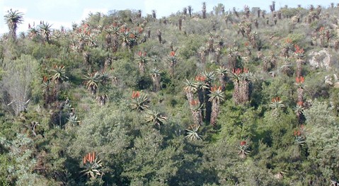 Aloe ferox Breede river scene (64921 bytes)