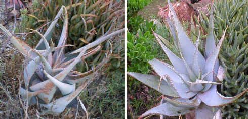 ../myblog/Aloe.glauca.drought.and.ra (187483 bytes)