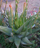 Aloe.glauca.piketberg.jpg (129806 bytes)