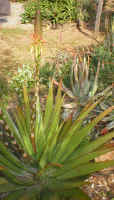 Aloe.lineata.infloresens.scene1.9.05.jpg (398686 bytes)