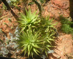 Aloe.lineata.kirstenboch.jpg (604343 bytes)