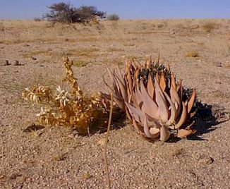 Aloe.asperifolia.jpg (65813 bytes)