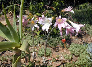 Amaryllis.belladonna.3.07.jpg (78107 bytes)