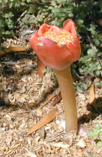 Haemanthus_coccinius_small.jpg (26434 bytes)