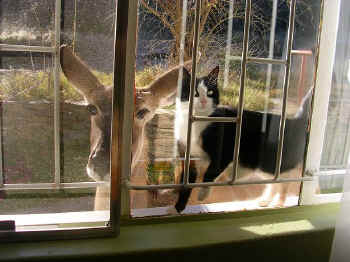 Kambi.kudu.doe.mummel.cat._small.jpg (14358 bytes)