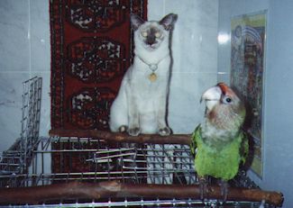 Savanha and Stoffel.jpg (18144 bytes)