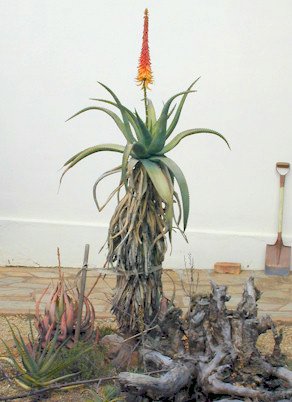 aloe.africana.spade1.jpg (29459 bytes)