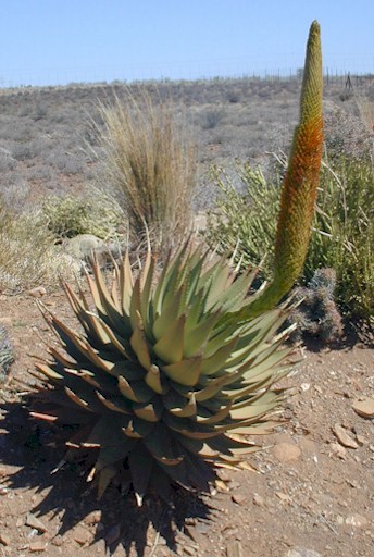 aloe.broomii.jpg (68695 bytes)
