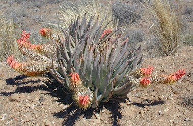 aloe.claviflora.jpg (48983 bytes)