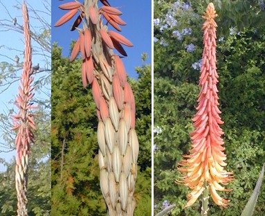 aloe.comosa.africana.jpg (61640 bytes)