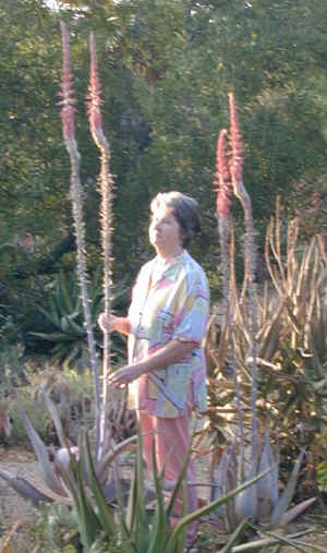 aloe.comosa.eurica.jpg (121626 bytes)
