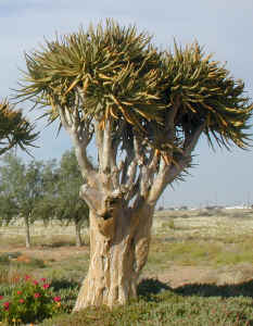 aloe dichotoma garden gruenau town (295535 bytes)