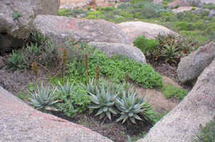 aloe framesii aloe mitriformis growing on the hill(57749 bytes)