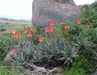 aloe framesii in bloom (60661 bytes)