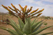 http://made-in-afrika.com/myblog/aloe.marlothii.dorp.jpg (30832 bytes)