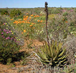 aloe melanacantha namaqualand (96302 bytes)