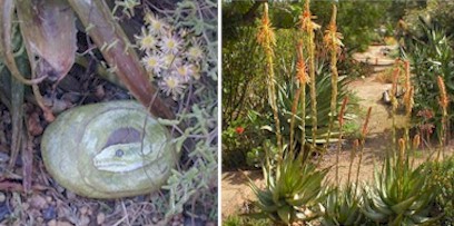aloe.snake.garden.path.jpg (39121 bytes)