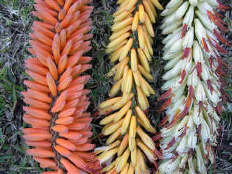 aloe ferox racemes different colors