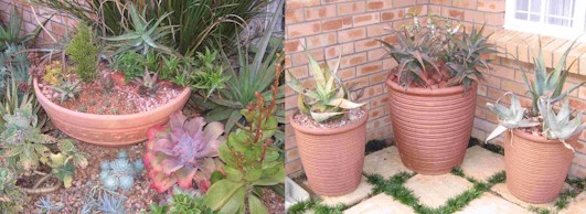 aloes.container.garden.jpg (48855 bytes)