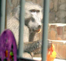 baboon.jpg (57229 bytes)