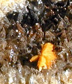 boltwoodite.jpg (31998 bytes)