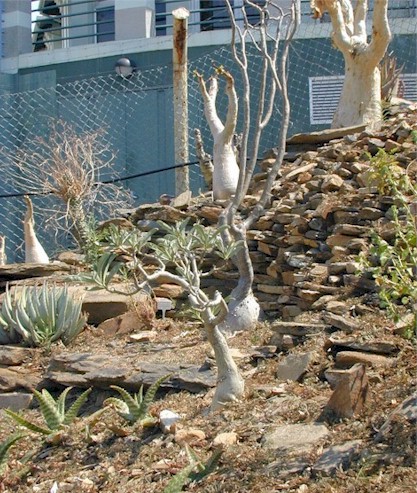 botanical.garden.windhoek.jpg (107878 bytes)