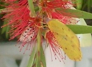 butterflies.tiny.windhoek.closer-up.jpg (20228 bytes)