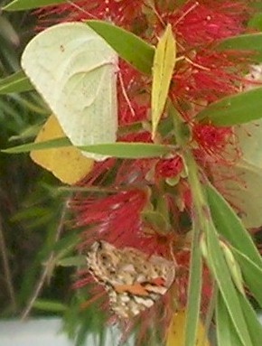 butterflies.windhoek.closer-up.jpg (36071 bytes)