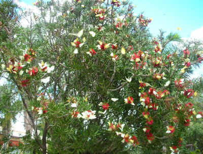 butterfly.tree.windhoek.2006.jpg (384953 bytes)