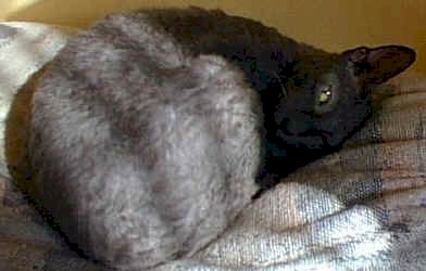cat.all.seeing.eye.jpg (42236 bytes)