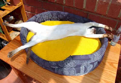 cat.luxury.jpg (16206 bytes)