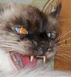cat.myths.superstitions1.jpg (21043 bytes)