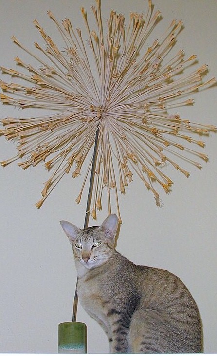 cat.pose.eyes.jpg (103697 bytes)