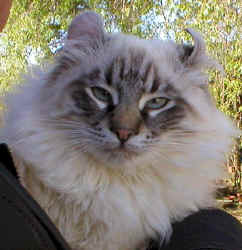 cat.see.into.future.jpg (57519 bytes)