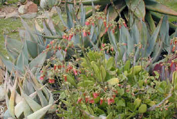 cotyledon.small.species.aloes.jpg (63751 bytes)