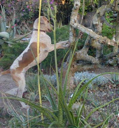 darn.cat.jpg (367480 bytes)
