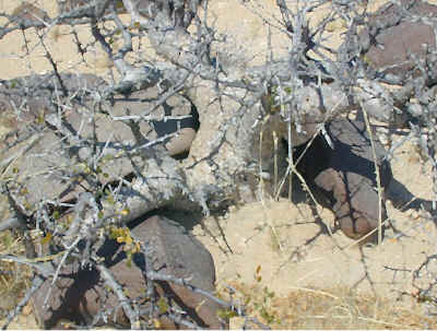 desert.tree.jpg (128030 bytes)