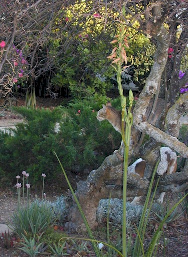 find.the.dog.jpg (89438 bytes)