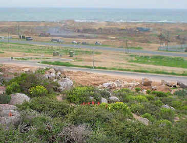 aloe framesii in bloom looking down to StHelena bay (84290 bytes)
