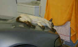 going.twice..hooligan.siamese.sleeping.jpg (19364 bytes)