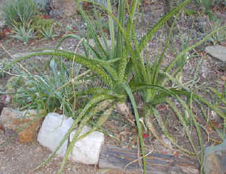 gras.aloe.hybrid.plants_small.jpg (16127 bytes)