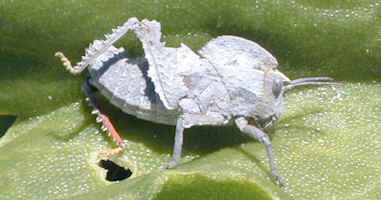grasshopper on iceplant namaqualand(31290 bytes)
