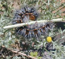 hairy caterpilar worm namaqualand (23458 bytes)