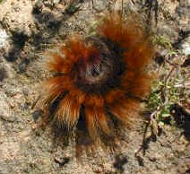 hairy caterpilar unknown species(21574 bytes)