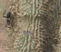 hoodia.with.visitor.jpg (23205 bytes)