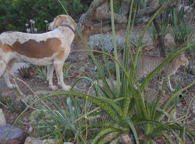 jungle.out.there.jpg (525691 bytes)