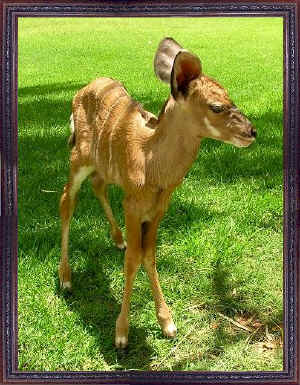 kambi.kudu.kalf.herinnering.kalfie.namibia.2.08.jpg (120121 bytes)
